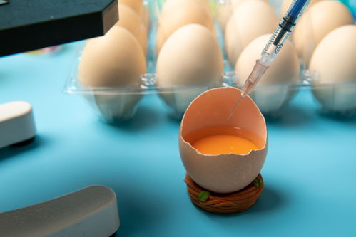 開殼雞蛋食品安全農業科技食品培育攝影圖 插畫 下載至來源處