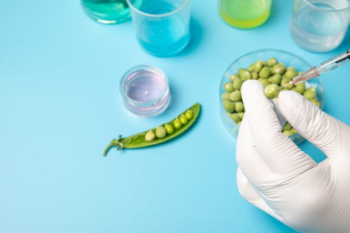 注射豌豆食品安全農業科技食品培育攝影圖 插畫 下載至來源處